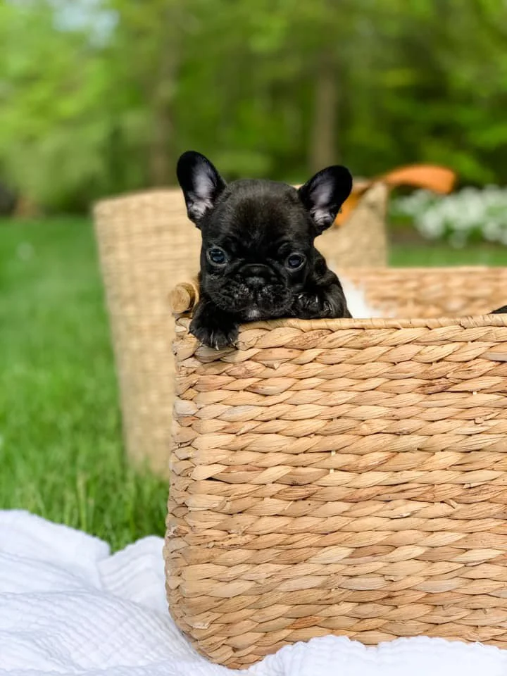 A small black puppy with large ears leaning over the edge of a woven wicker basket outdoors in a grassy area with green trees in the background.