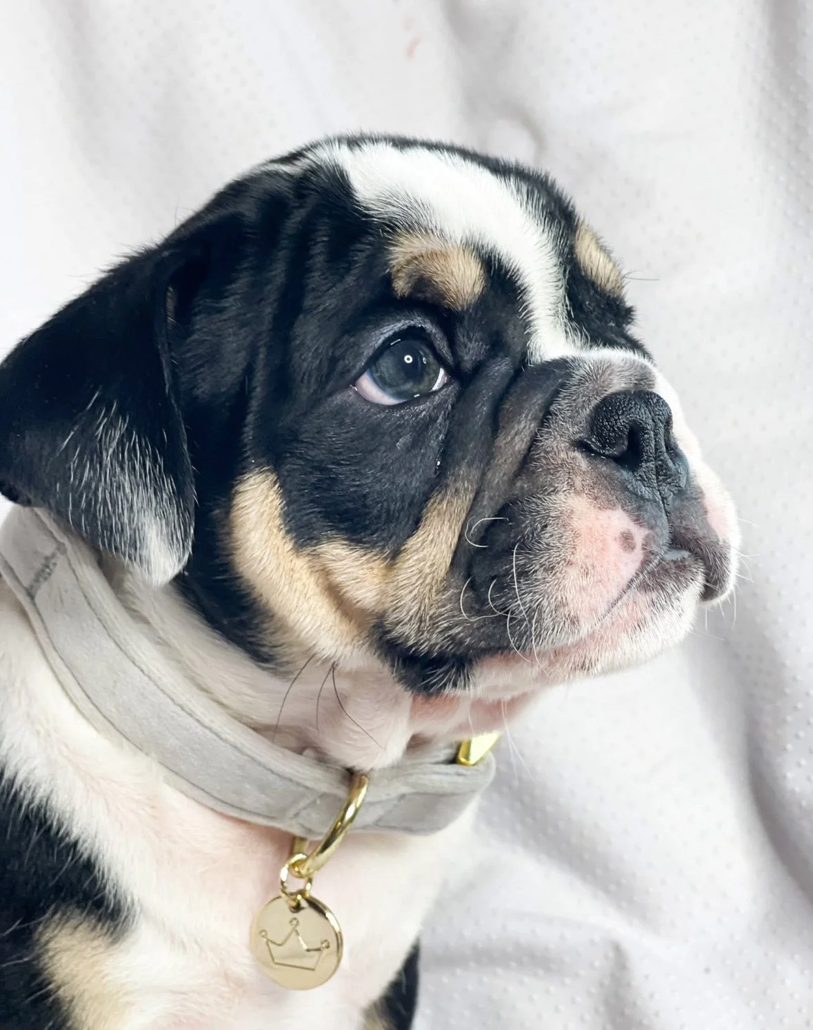 Close-up of a French Bulldog puppy with black, white, and tan coat, wearing a light-colored collar with a gold tag, sitting against a white background.