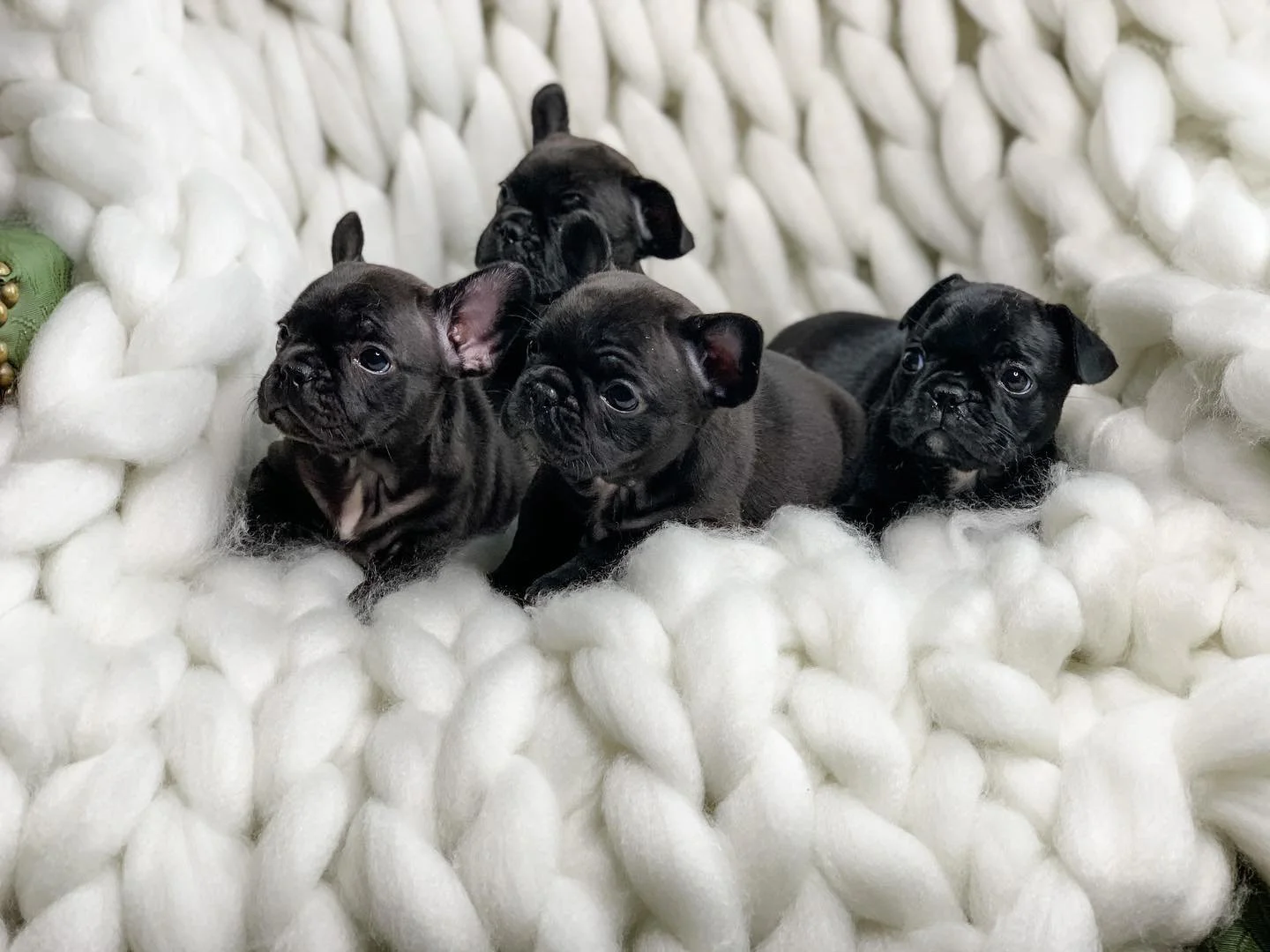 Four black puppy French Bulldogs lying on a soft, white, fluffy blanket.