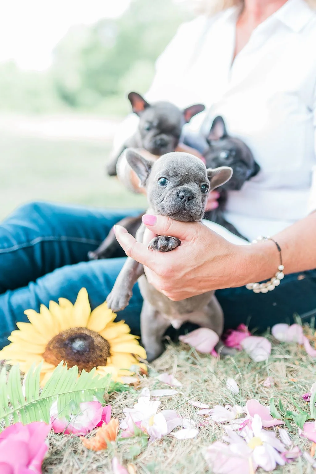 Person holding a small French Bulldog puppy outdoors with a sunflower and flower petals on the grass, with two other French Bulldog puppies in the background.