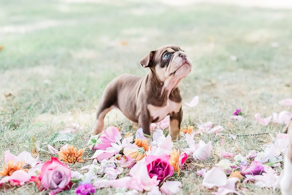 A cute brown and white English Bulldog puppy standing on grass surrounded by scattered pink, purple, and orange flower petals.