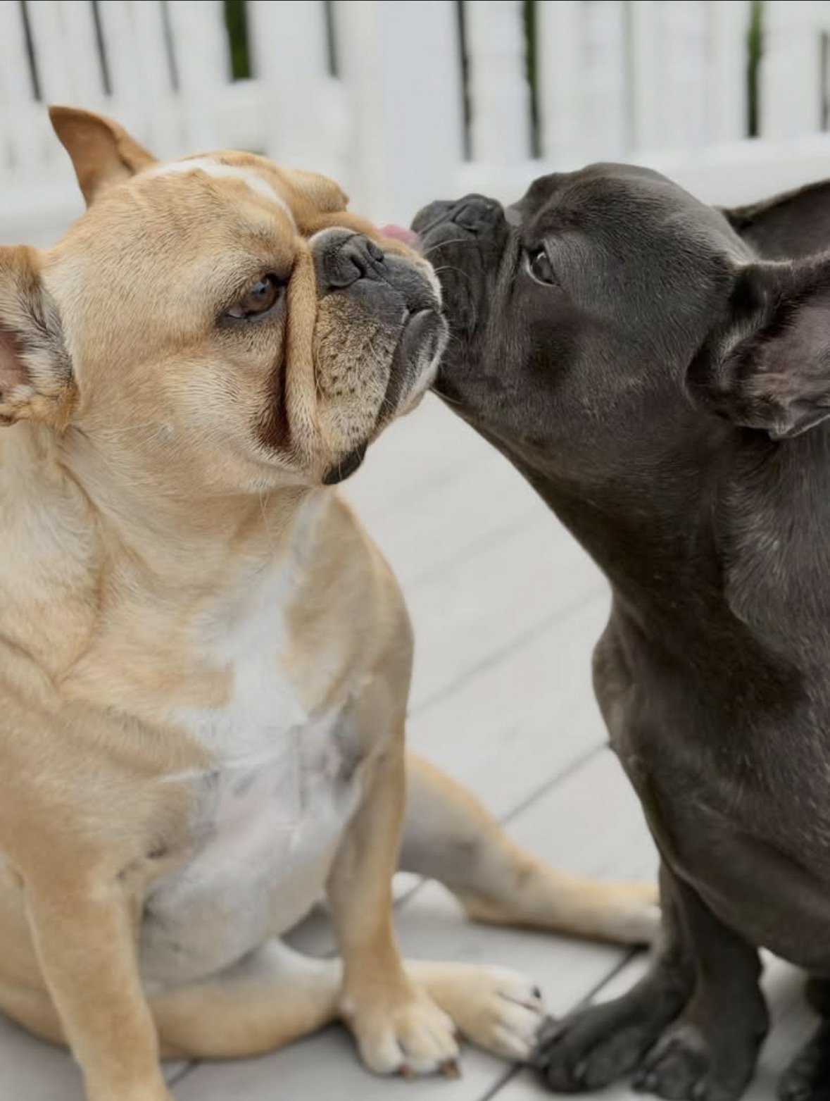 A French Bulldog and an English Bulldog gently greeting each other nose-to-nose on an outdoor deck