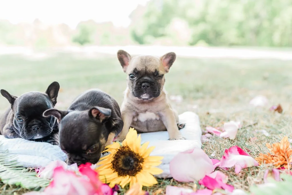 Three French Bulldog puppies sitting on a floral blanket outdoors, surrounded by colorful flower petals and blossoms, with a blurred green background.