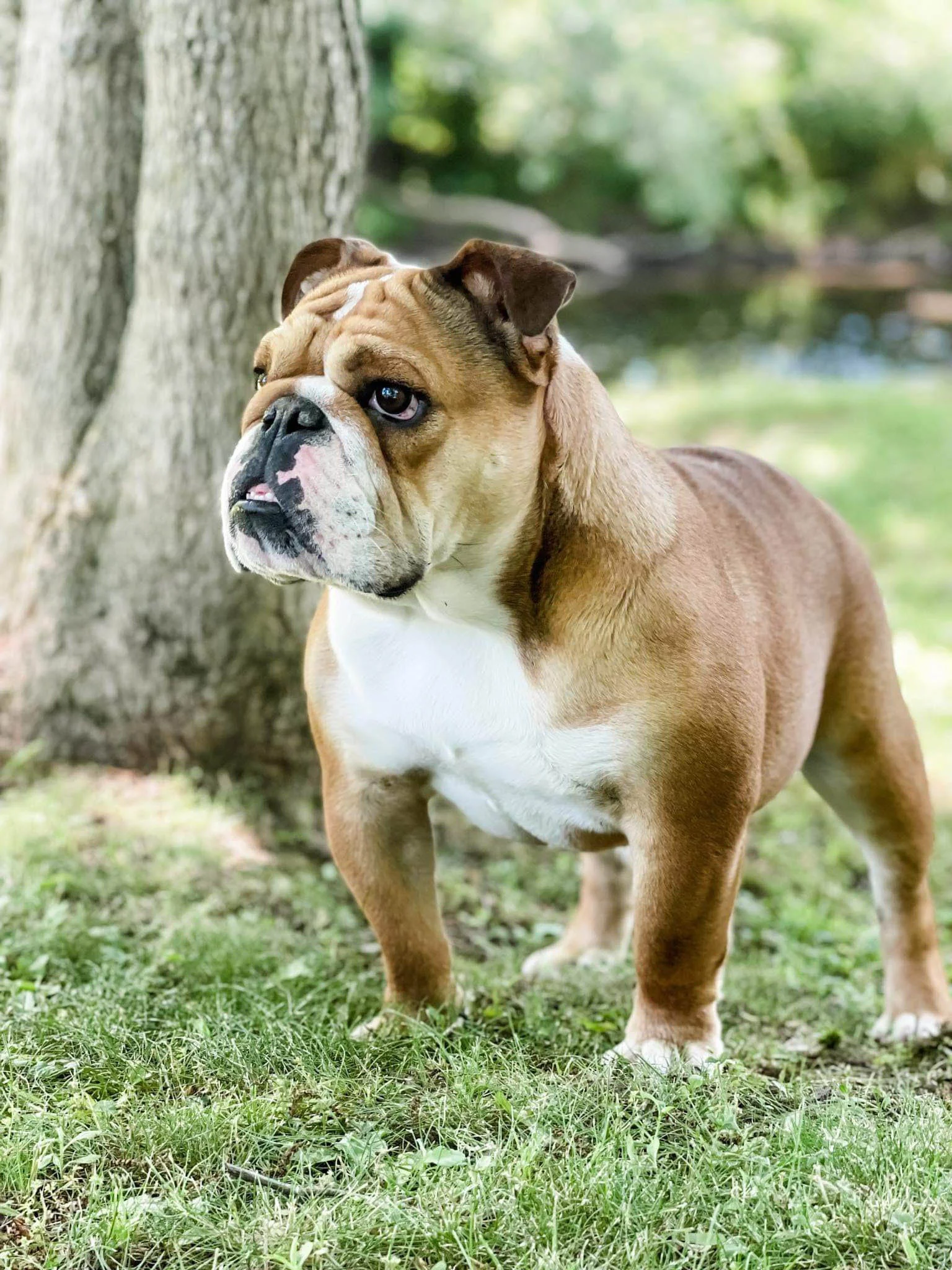 A brown and white bulldog standing outdoors on grass beside a tree with a pond and greenery in the background.
