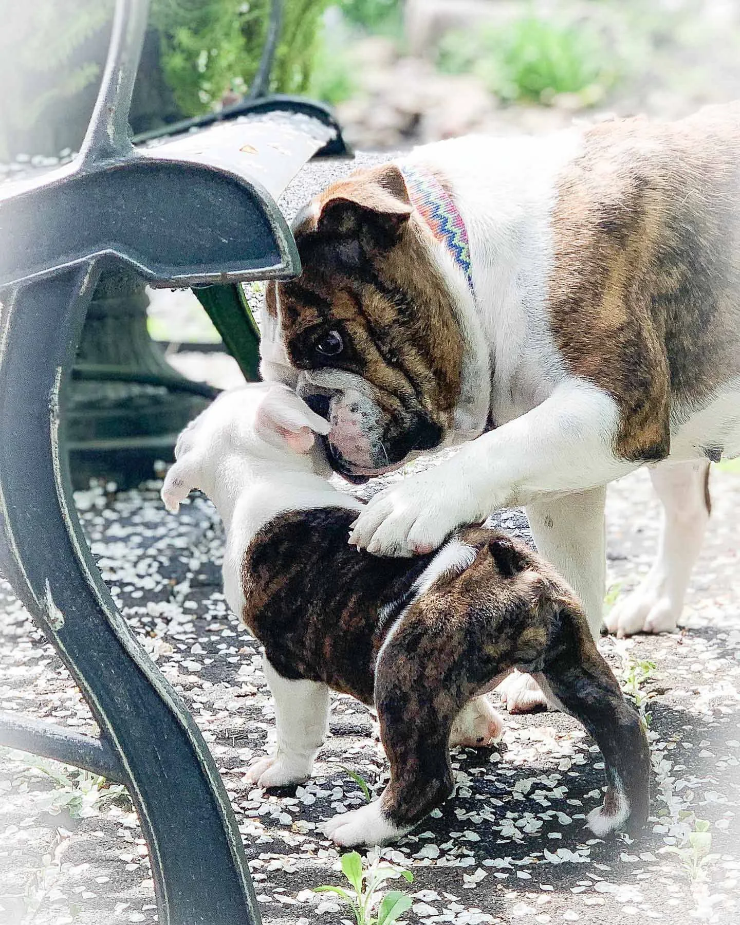 Two puppies playing outside on a gravel surface, one puppy nuzzling the other's neck while the other focus on the first. A metal bench is partially visible on the left.