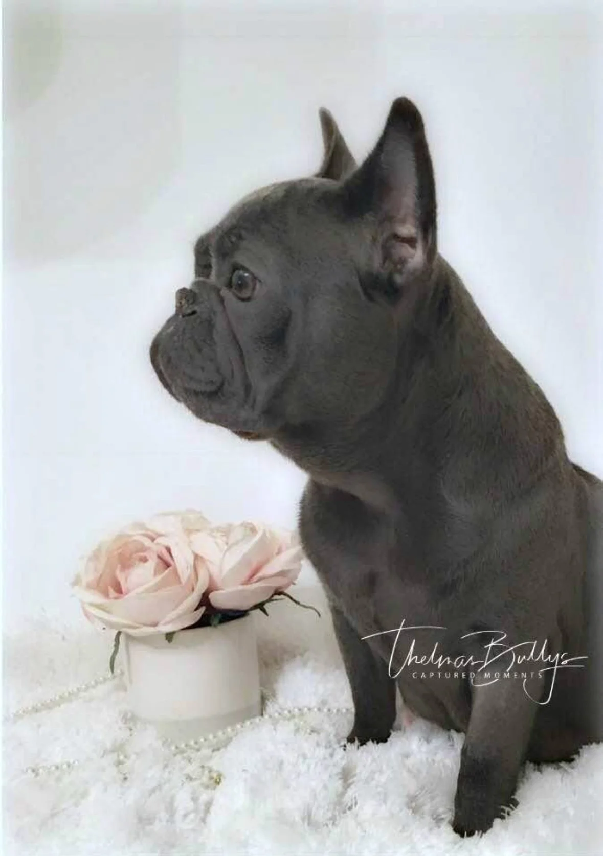 A French Bulldog puppy sitting on a soft white surface, next to a small white pot with pink roses, against a white background.