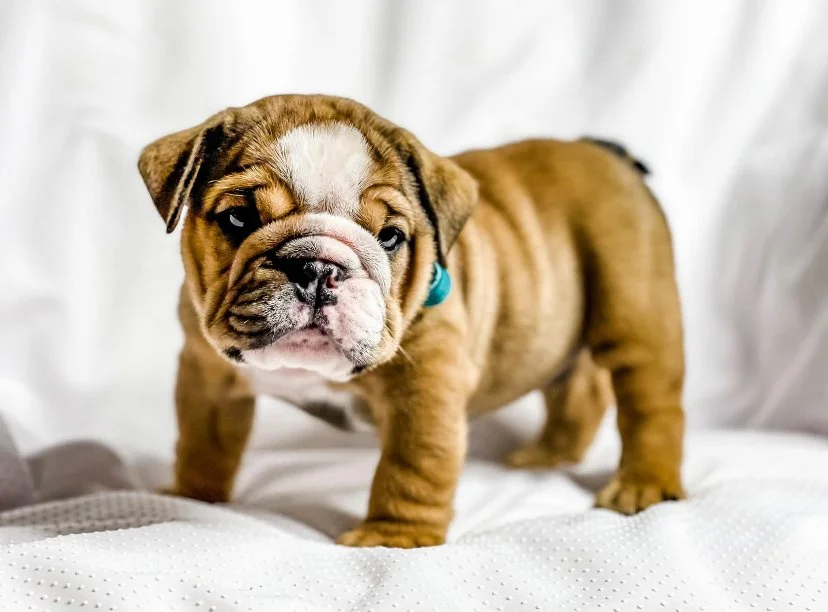 Adorable brown and white bulldog puppy standing on a white surface with a white background.