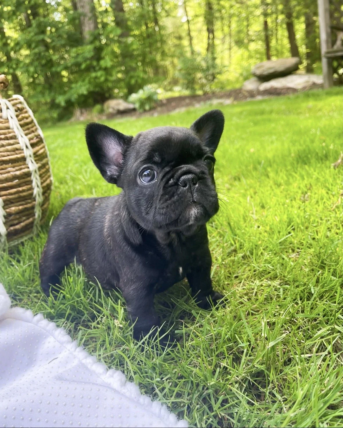 A black French Bulldog puppy sitting on green grass in a backyard.