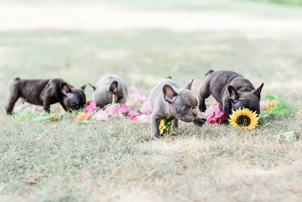 Four French bulldog puppies playing outside with flowers on the grass.