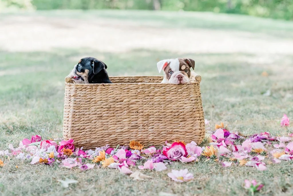 Two puppies sitting in a woven basket outdoors surrounded by colorful flower petals.