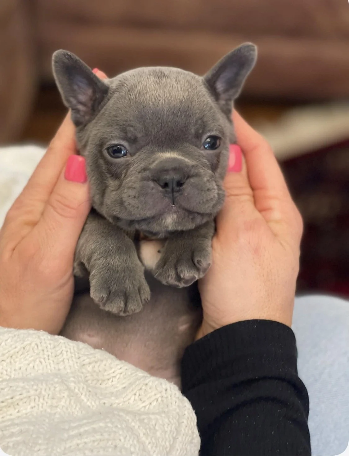 Blue french bulldog male from thelmas bullys