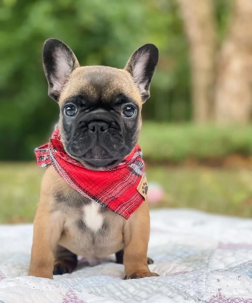 Cute French Bulldog puppy with a red plaid bandana sitting outdoors on a blanket, with a blurred green forest background.