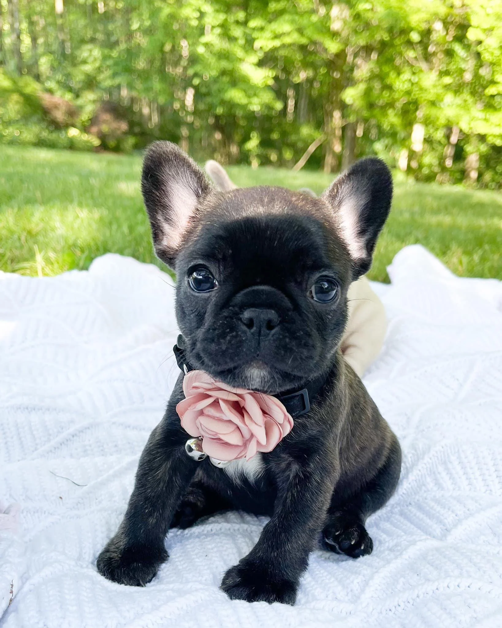 A cute French Bulldog puppy with a pink flower collar, lying on a white blanket outdoors, with green grass and trees in the background.