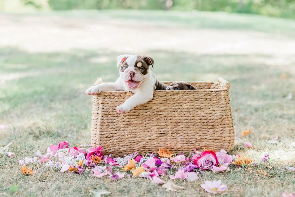 Two adorable puppies in a wicker basket surrounded by colorful flower petals outdoors.