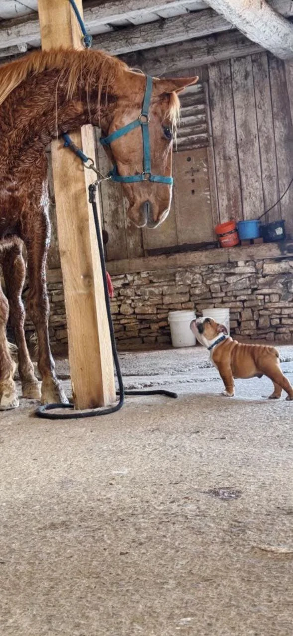 A small puppy looking up at a large horse inside a rustic barn.