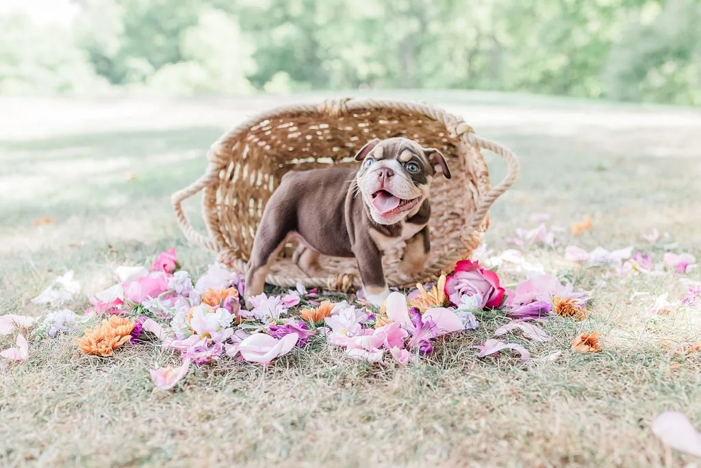 A happy French Bulldog puppy standing on flower petals with an overturned wicker basket in the background in a grassy outdoor setting.