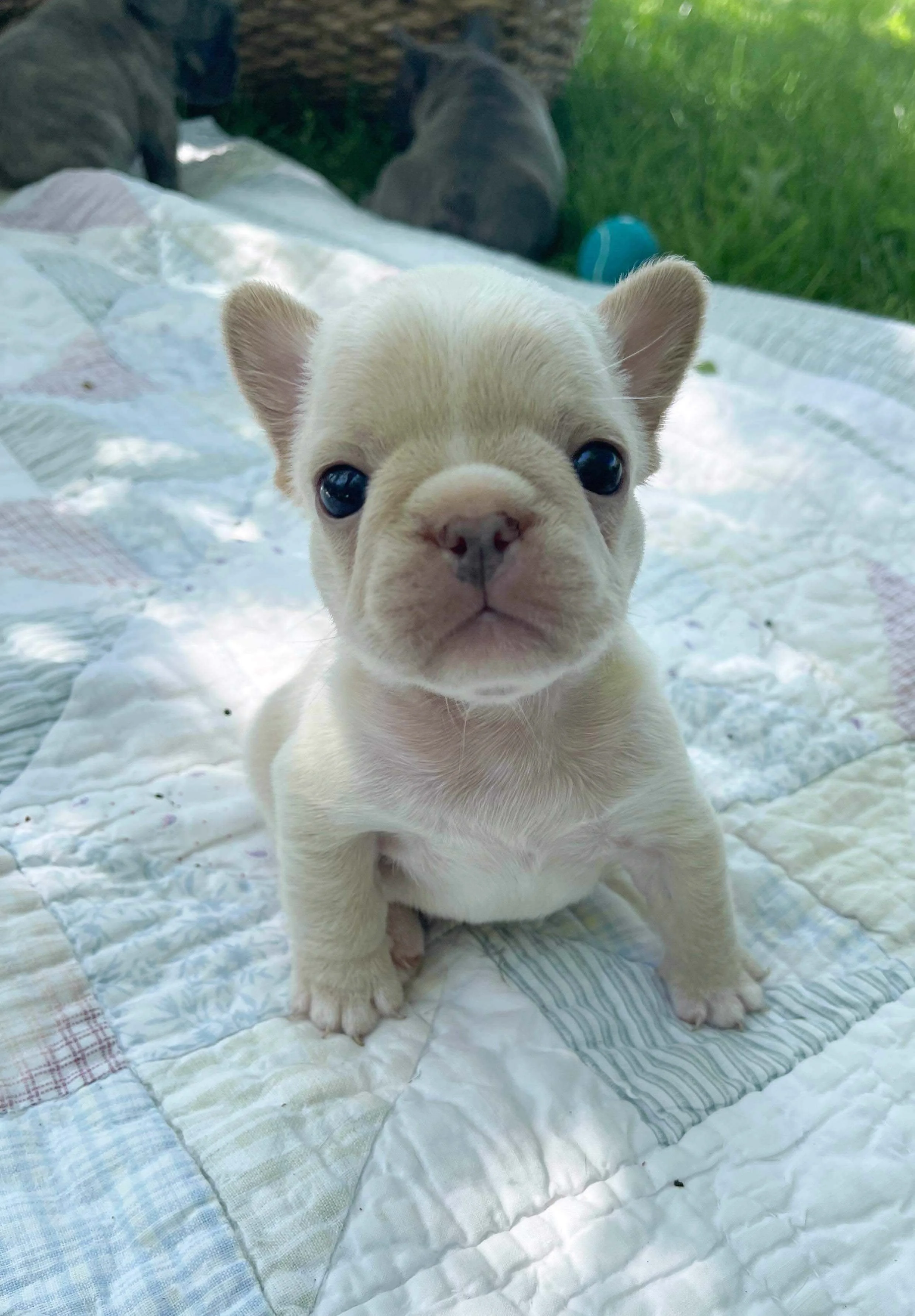 A cute cream-colored French Bulldog puppy sitting on a quilt outdoors, with a grassy background.