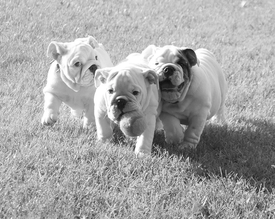 Three bulldog puppies walking on grass, with one holding a plush toy in its mouth.