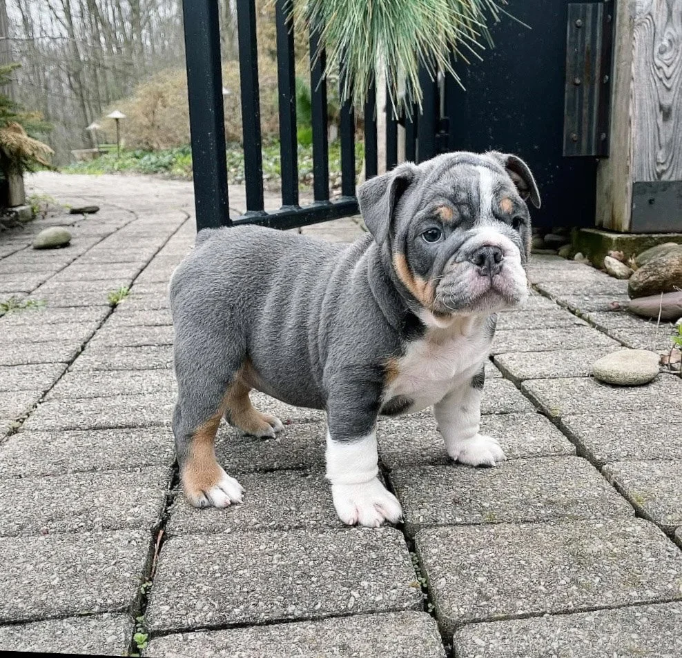 A cute English Bulldog puppy standing on a paved brick patio outdoors, with greenery and a wooden fence in the background.