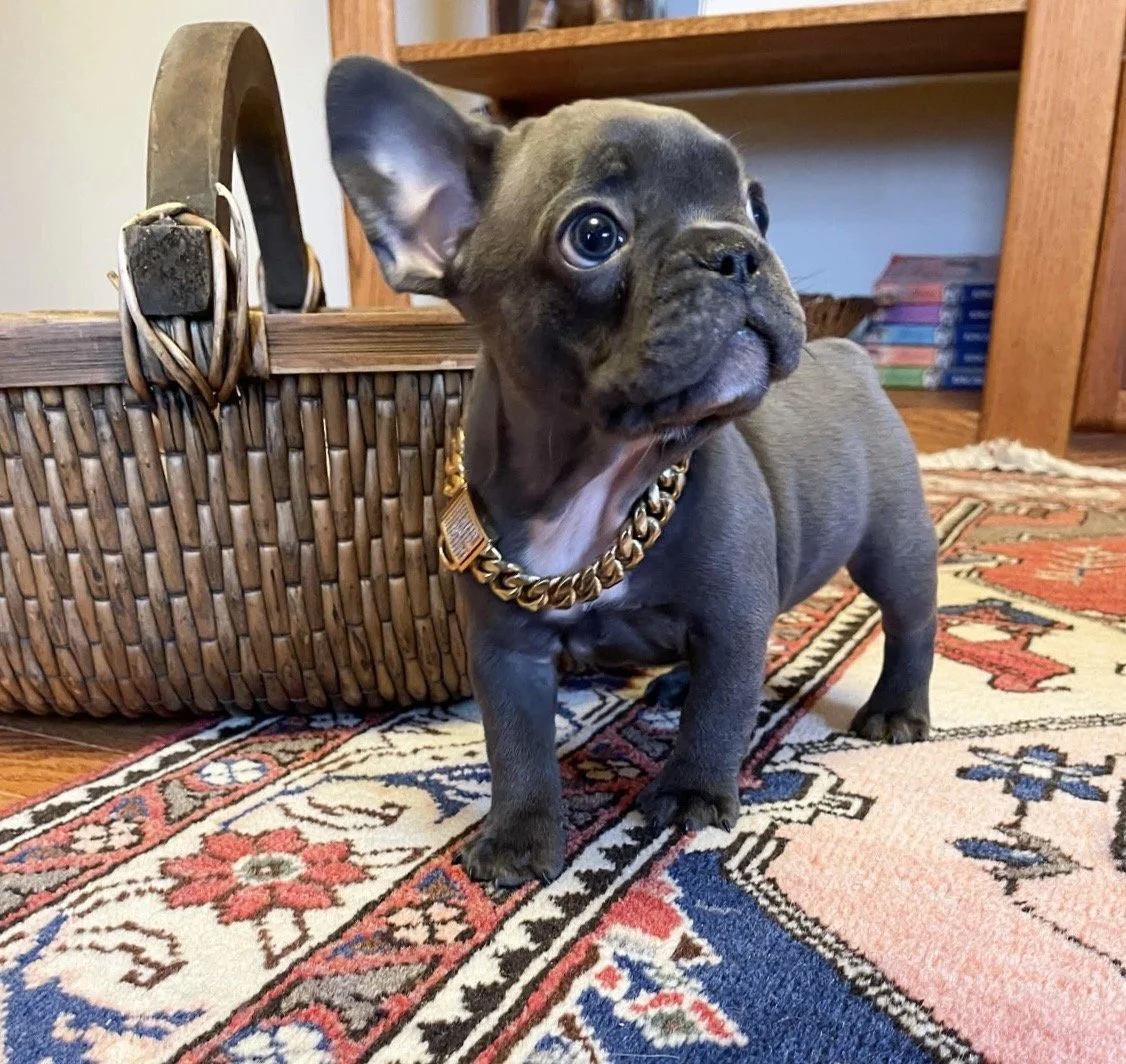 Blue french bulldog puppy