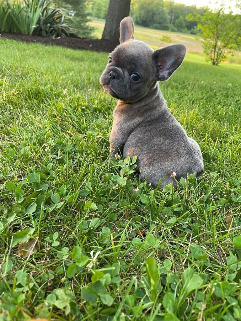 A cute French Bulldog puppy sitting on green grass with trees and a field in the background.