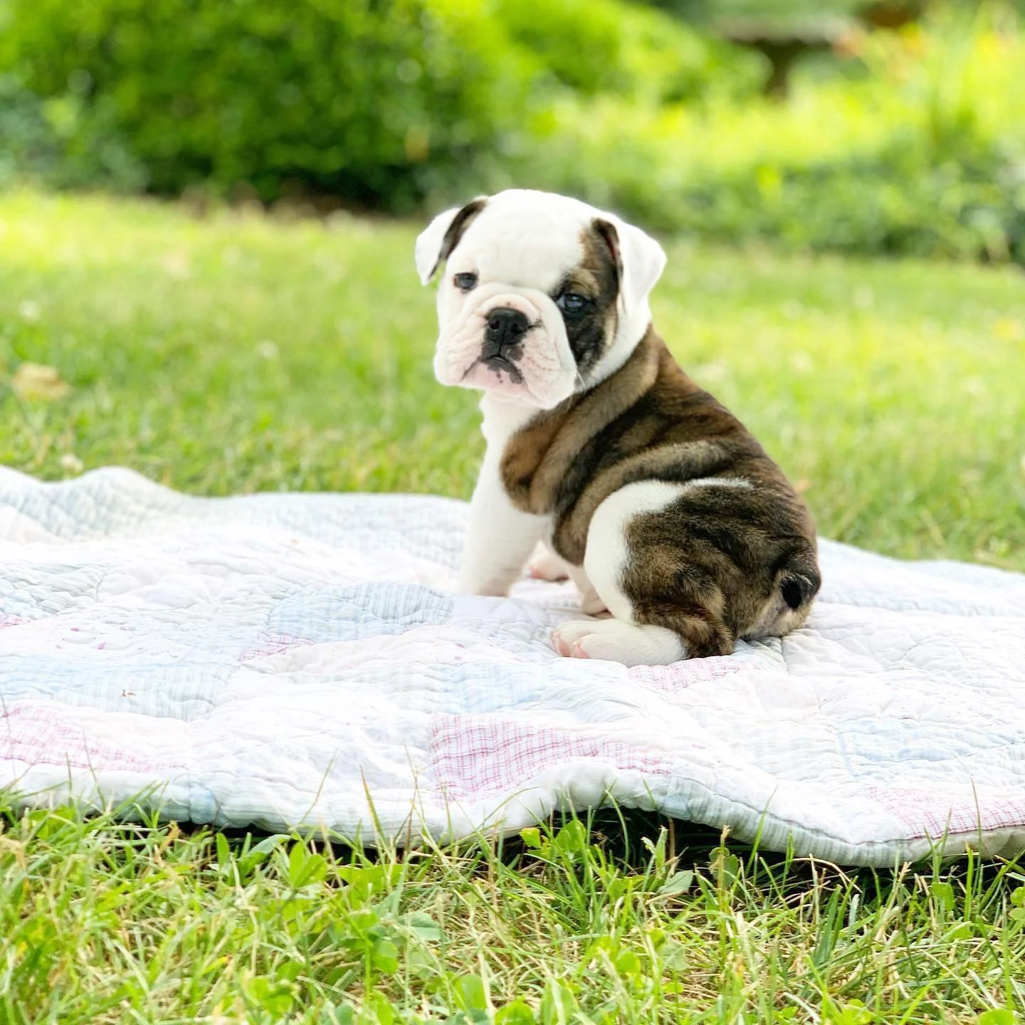 A cute bulldog puppy with white, brown, and black fur sitting on a white quilt outdoors on green grass, with a blurred green background.