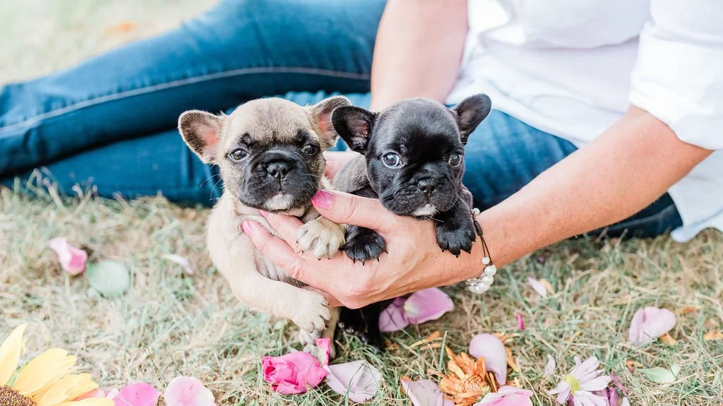 Person sitting on grass holding two small French Bulldog puppies, surrounded by scattered flower petals.
