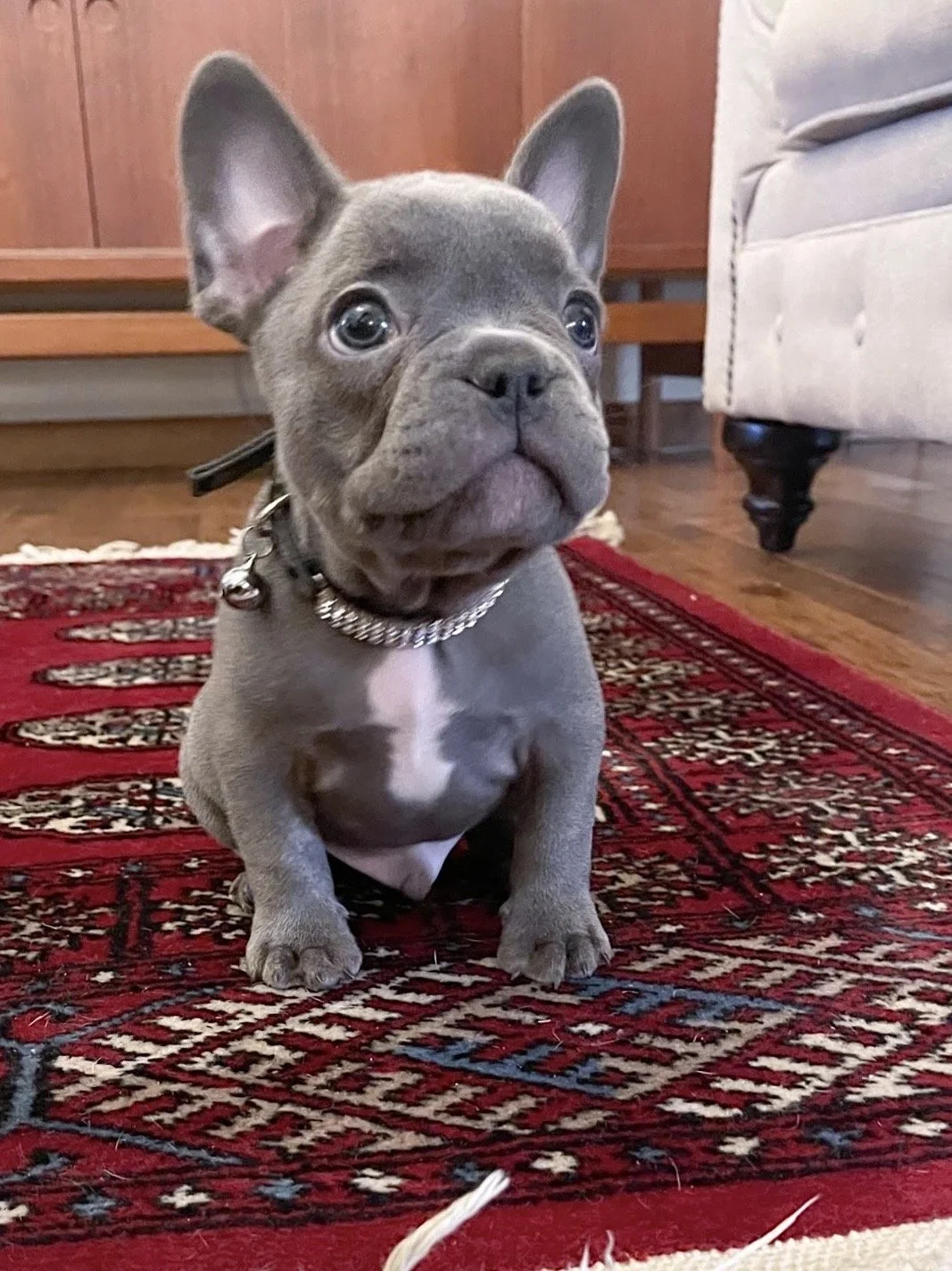 french bulldog puppy on a red rug
