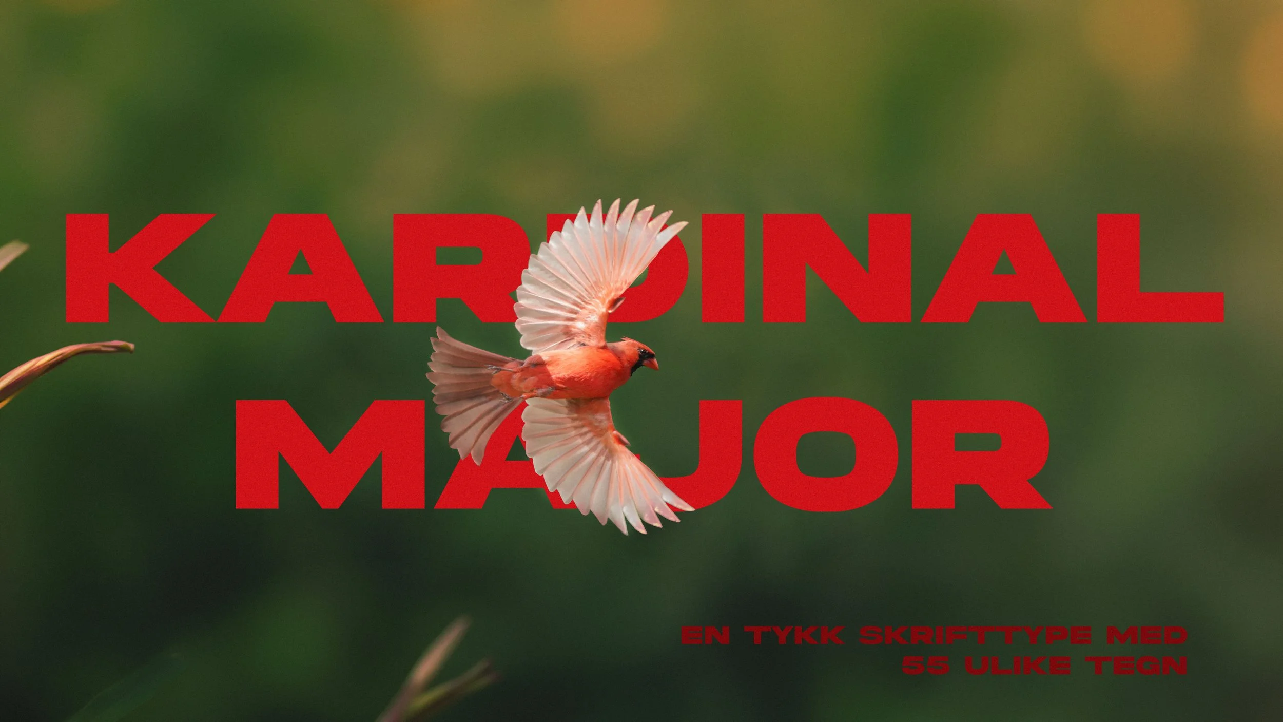 Kardinal Major - Typografi