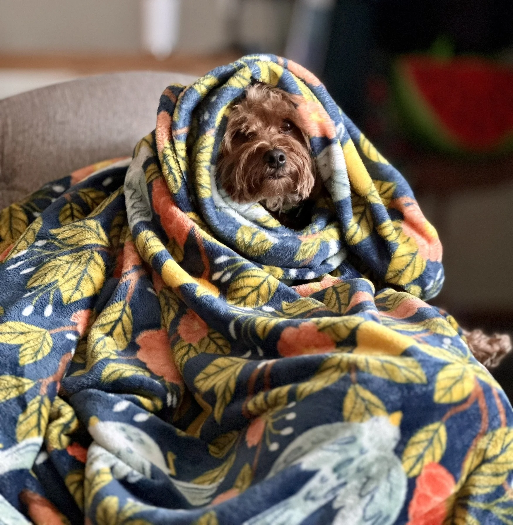A small brown dog wrapped in a colorful floral blanket on a couch.