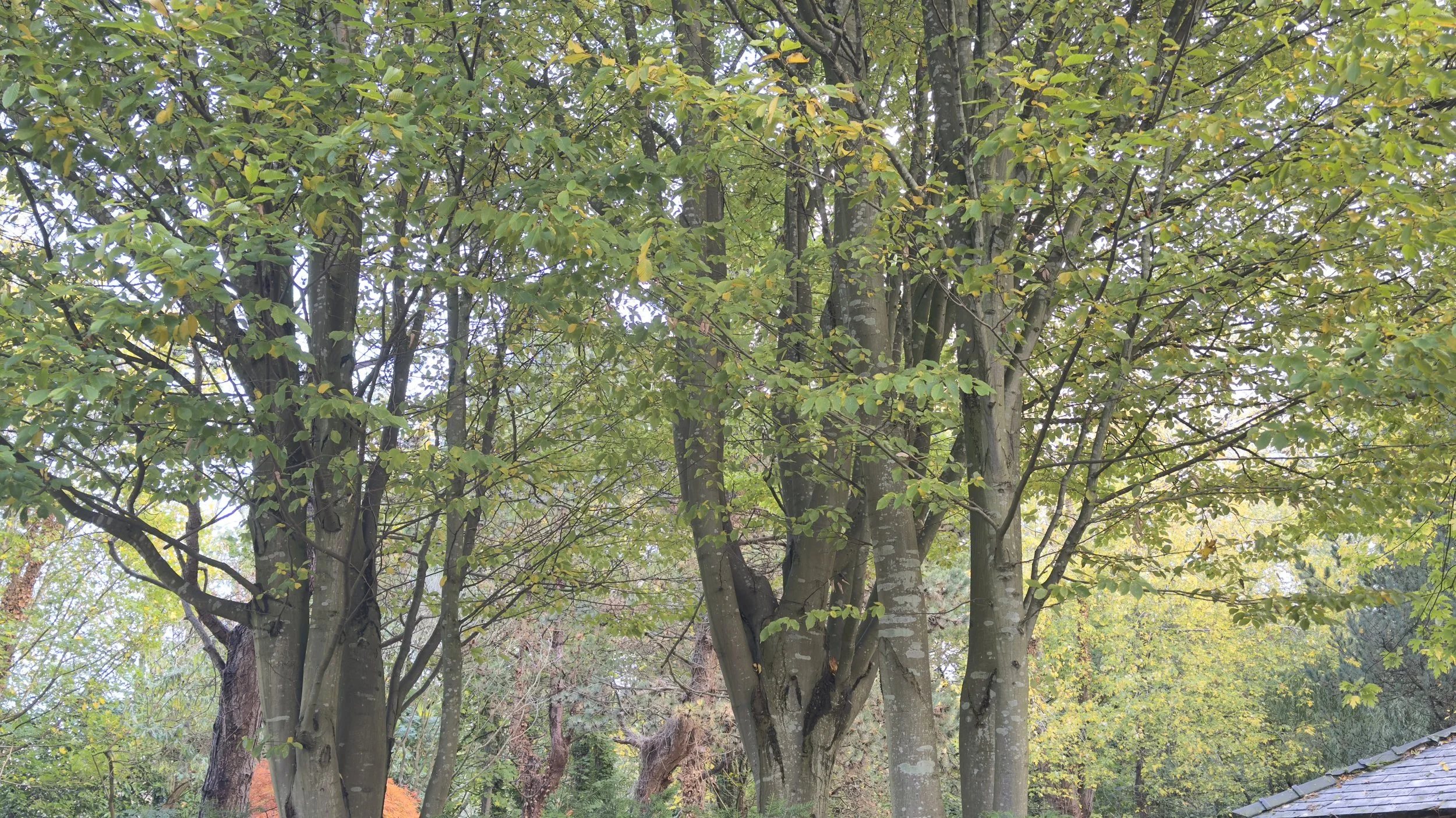 trees in a southport neighrbourhood ready for tree surgery