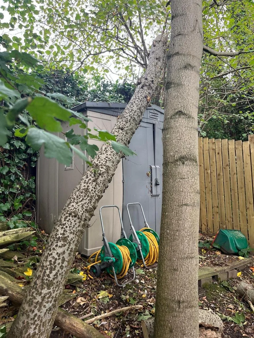 Professional tree removal services in Liverpool by Tree surgeons in Liverpool