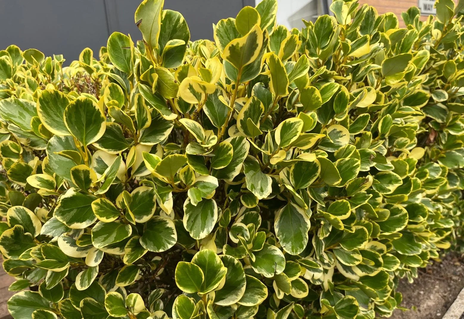 Expert hedge trimming for residential and commercial properties.