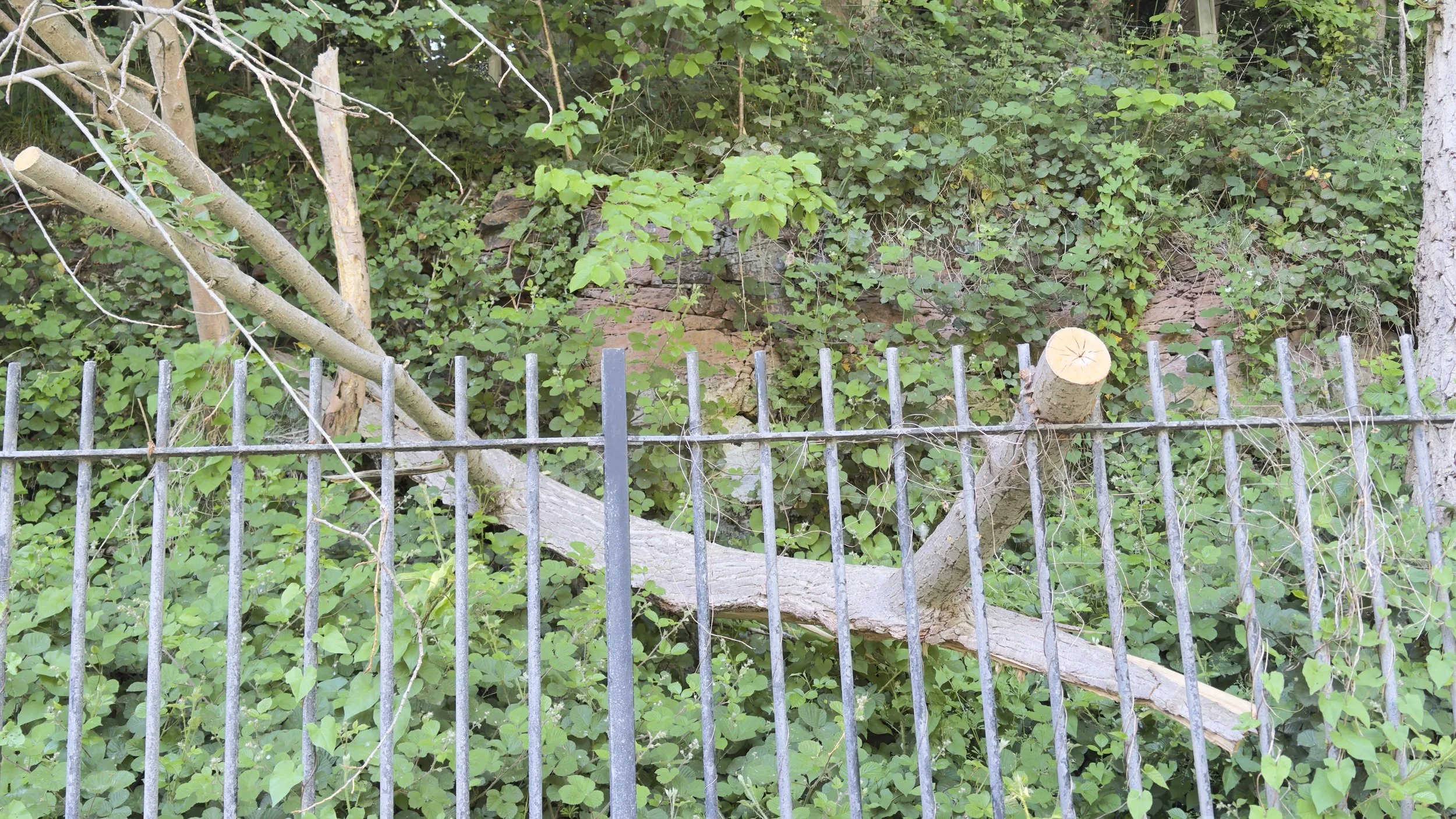 Tree Surgeon Liverpool: What Services Do You Actually Need?