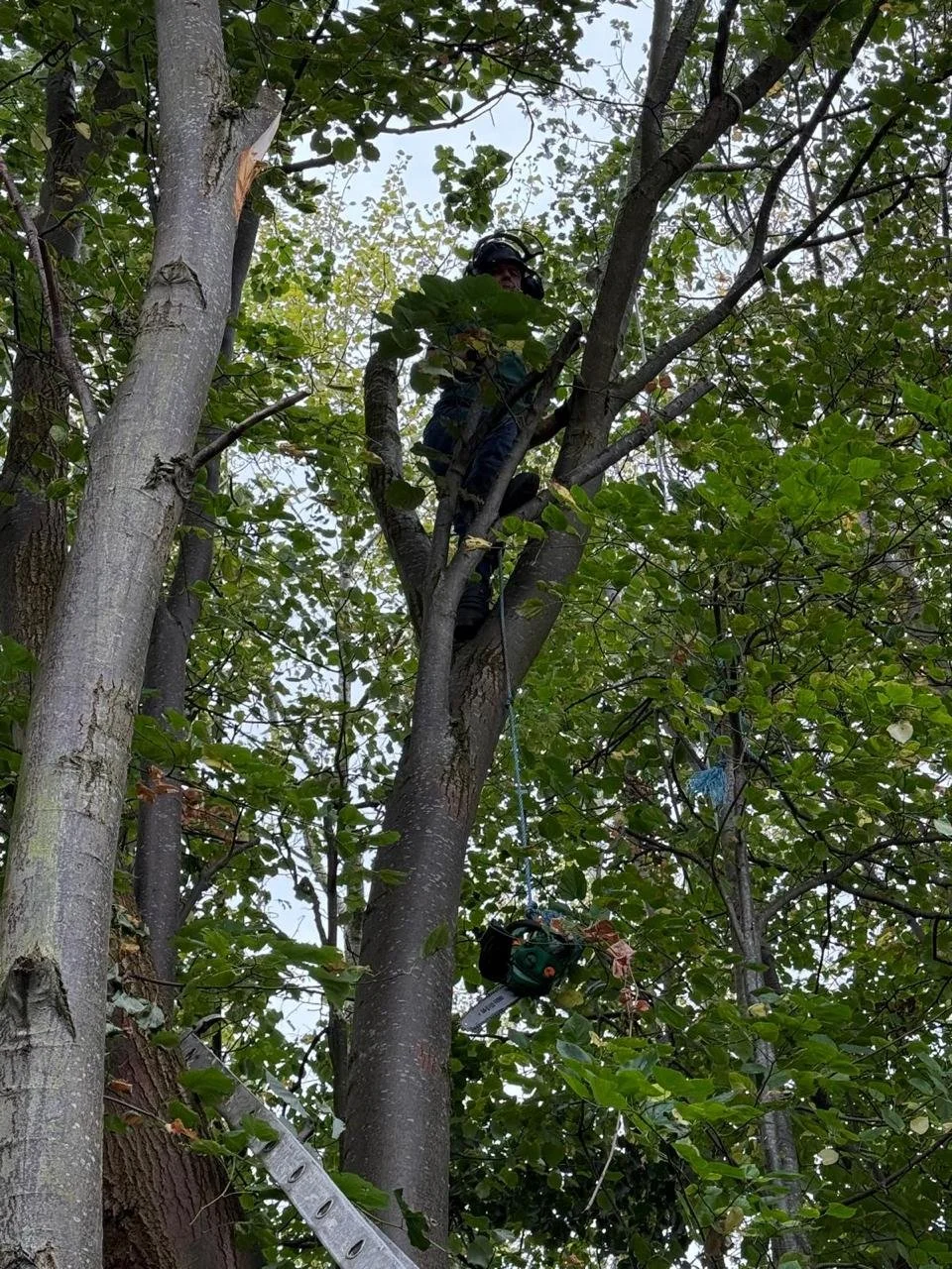 Professional crown thinning of a tree by merseyside tree surgeon