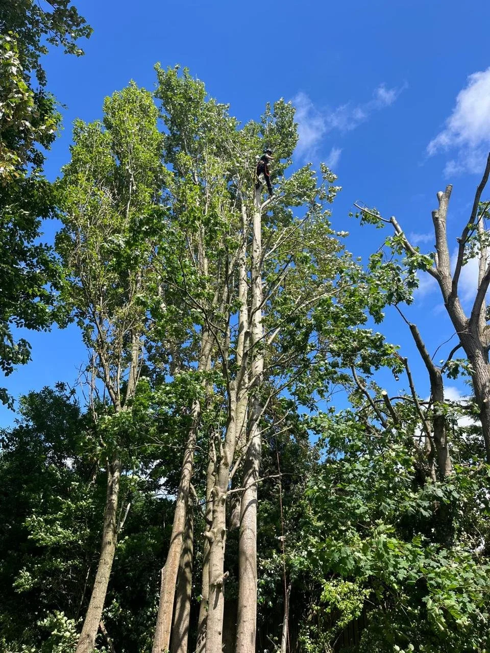 Expert crown lifting for residential and commercial trees in North West England.