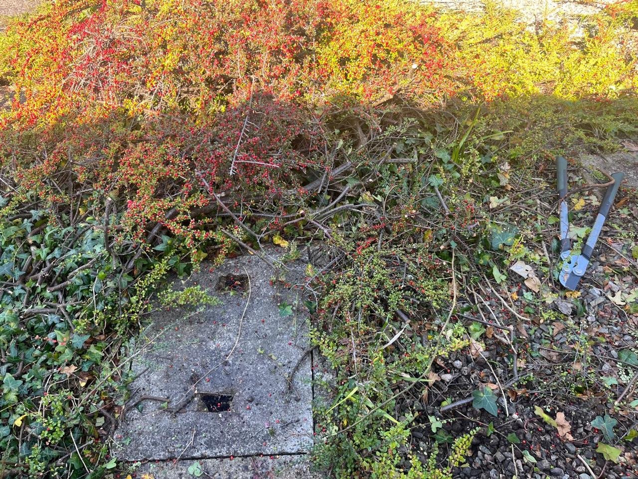 Professional shrub removal service for gardens and commercial spaces.