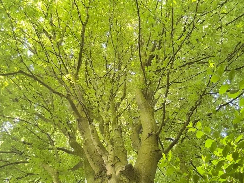 Expert tree crown thinning in Liverpool by trained arborists.