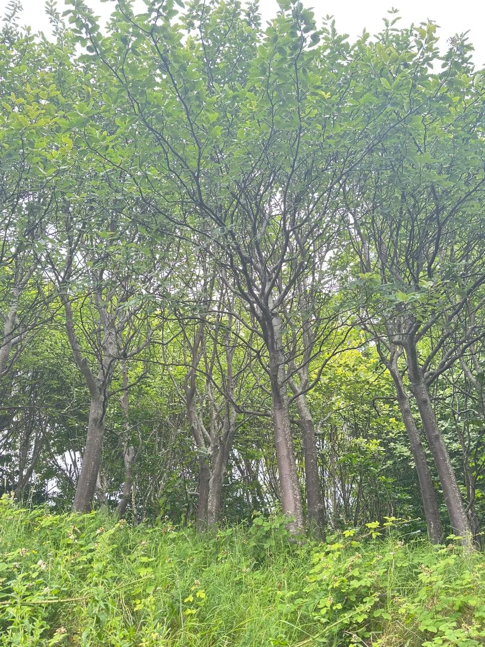 Safe and reliable tree crown lifting service in Liverpool.