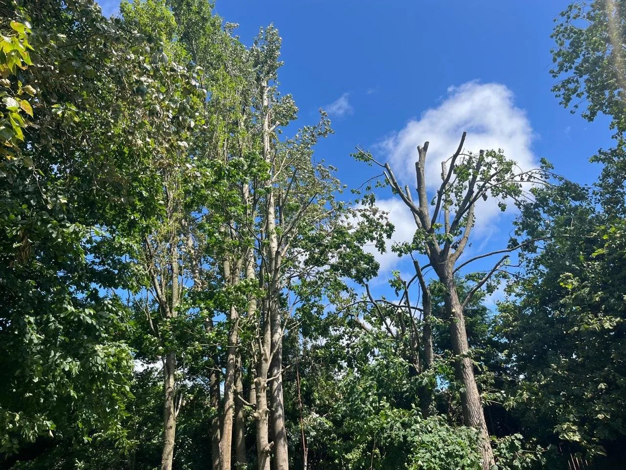 Professional crown reduction by experienced tree surgeons in Liverpool.