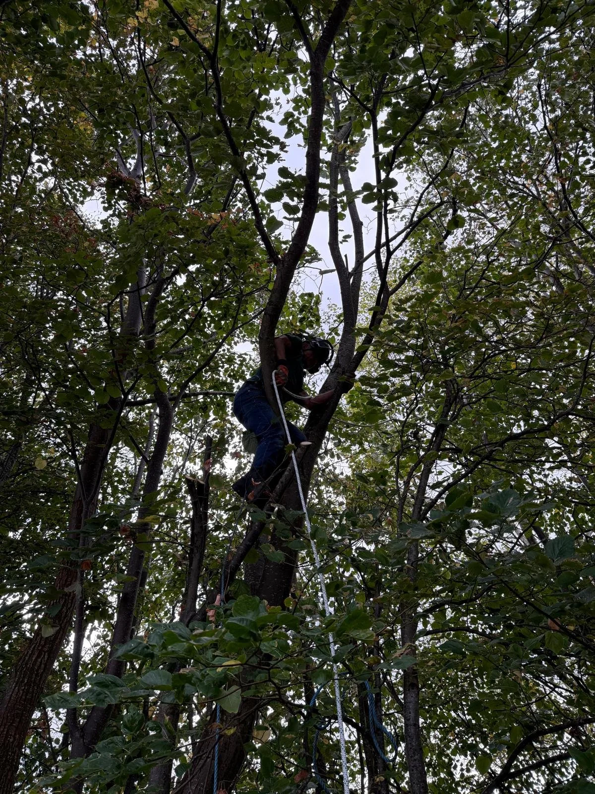A person climbing and working on a tree in a forested area, using safety equipment and ropes.