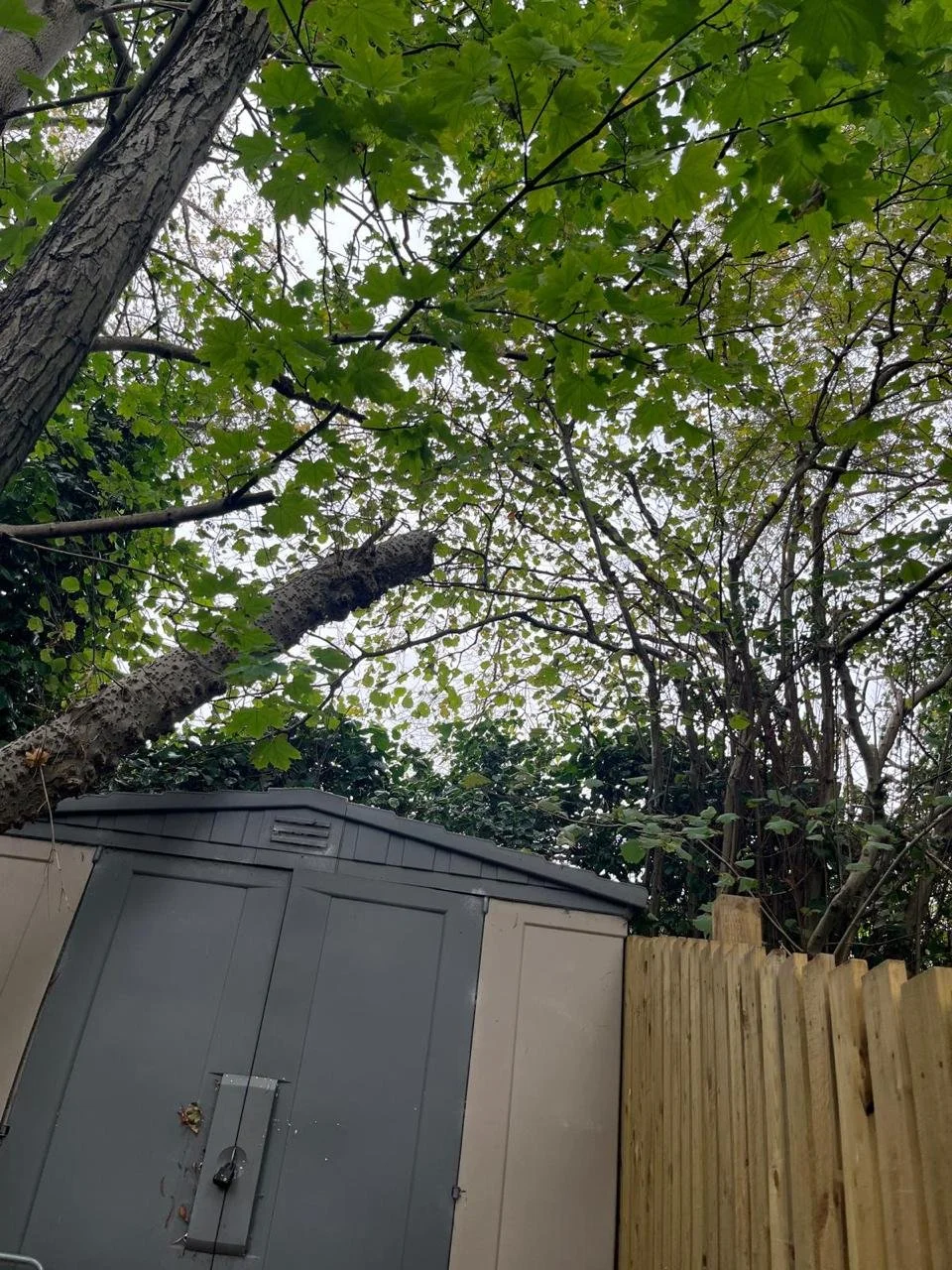 Overhead view of a backyard corner with a wooden fence, a grey shed, and lush green leaves on trees overhead.