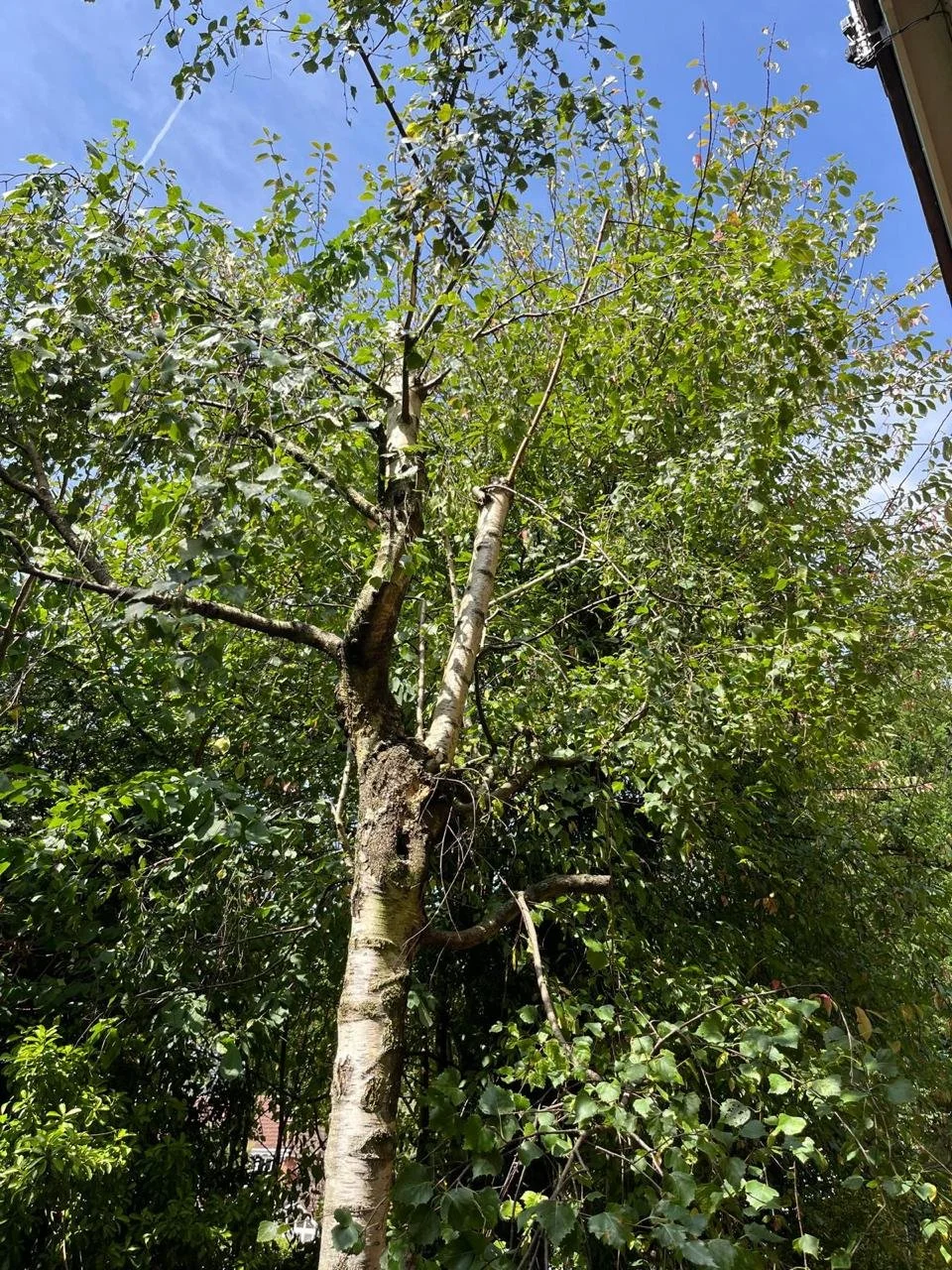 Crown thinning on mature tree in Liverpool