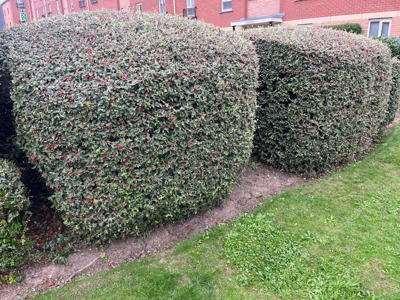 Hedge trimming in Liverpool garden