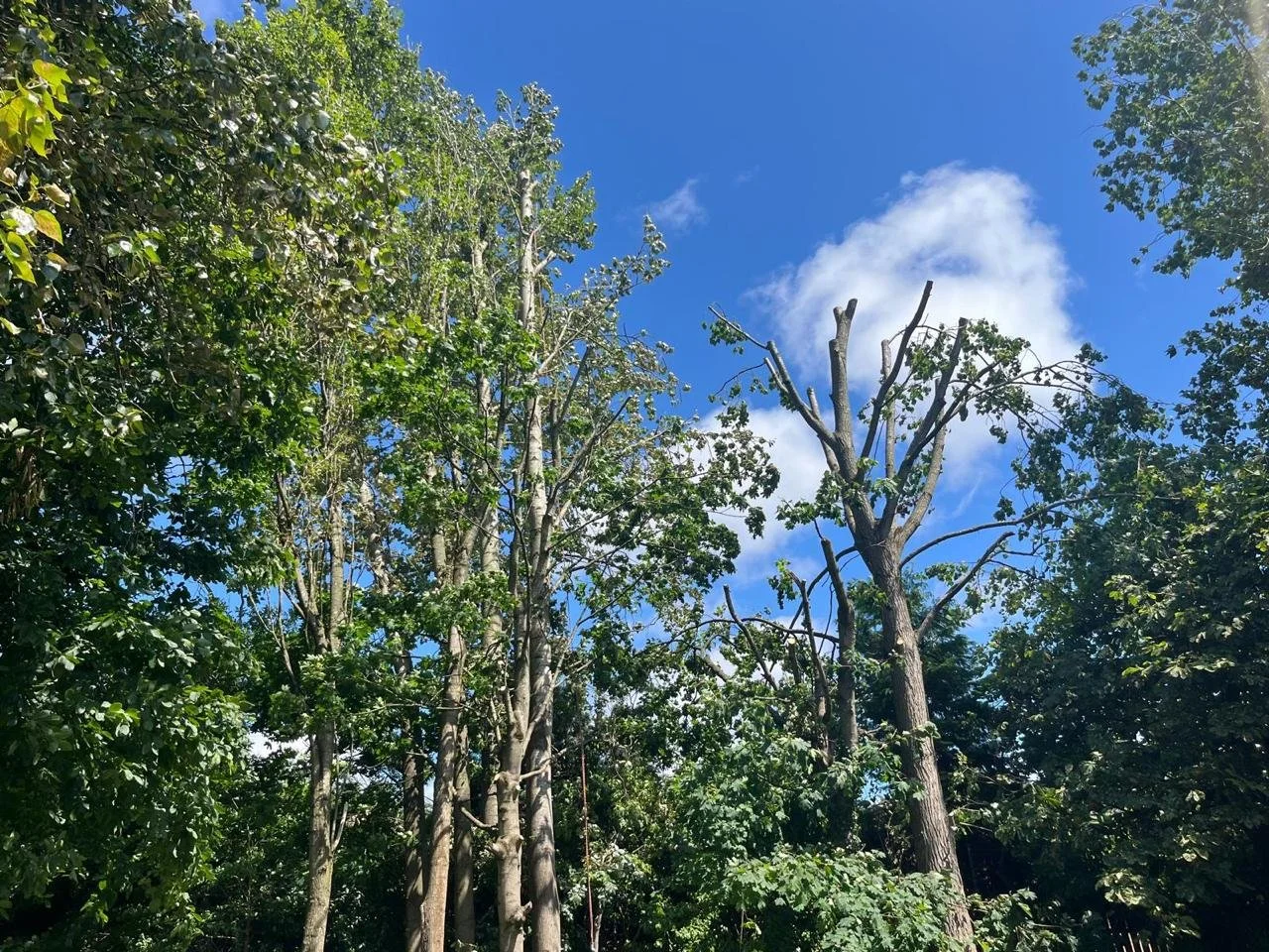 Tall trees with green leaves and some broken branches against a bright blue sky with some white clouds.