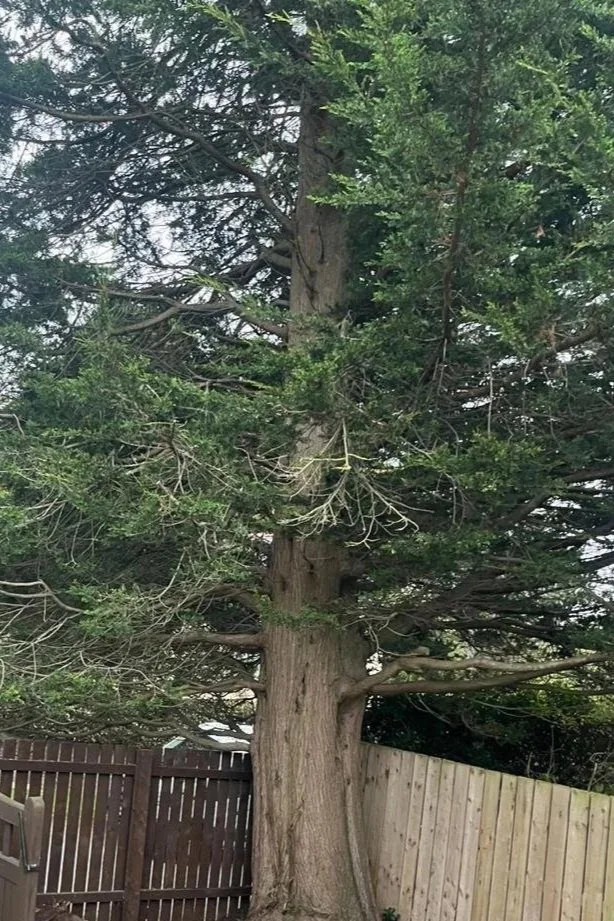 Tree crown reduction service to manage size and ensure safety.