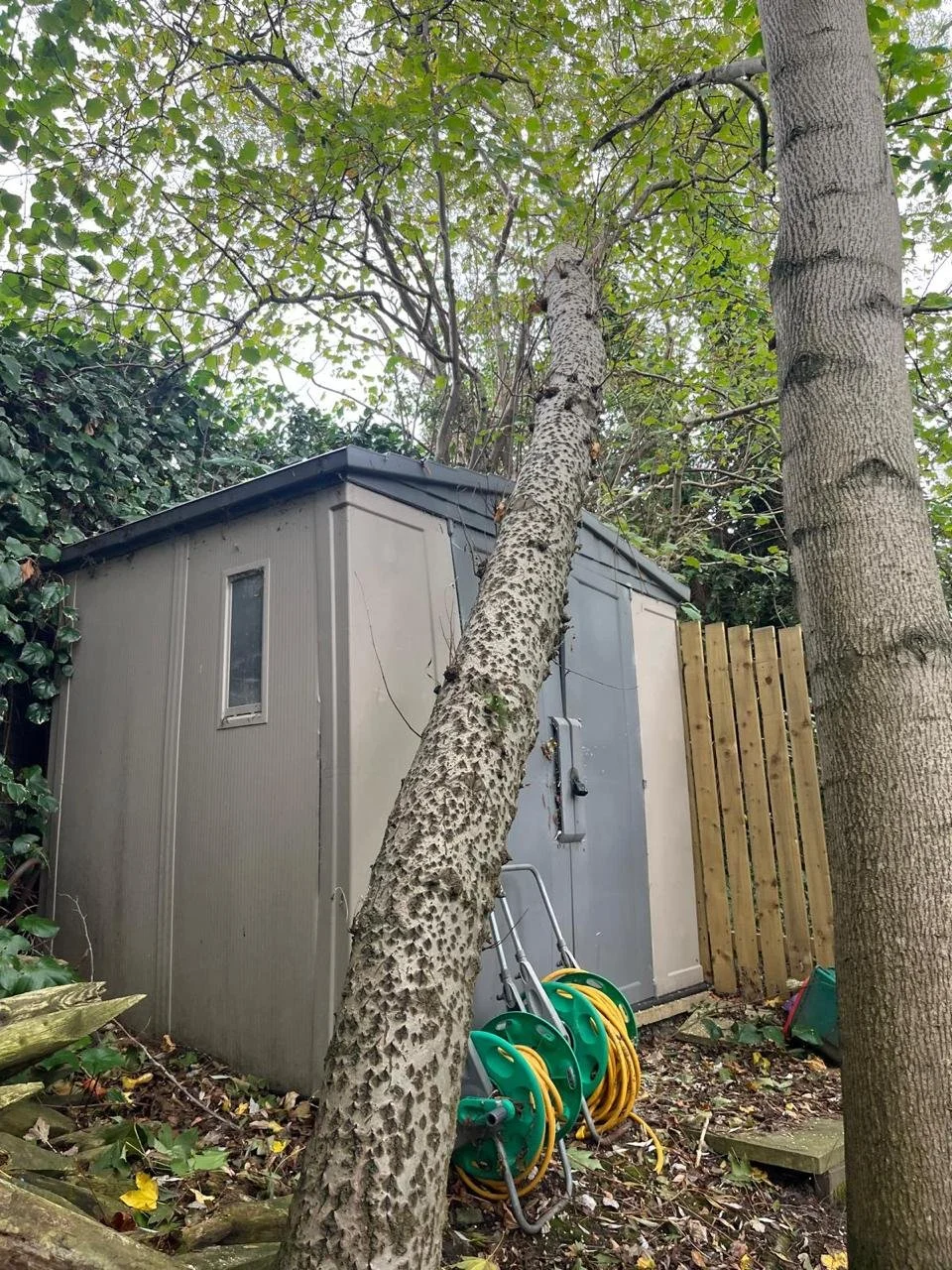 Tree removal in Liverpool Garden