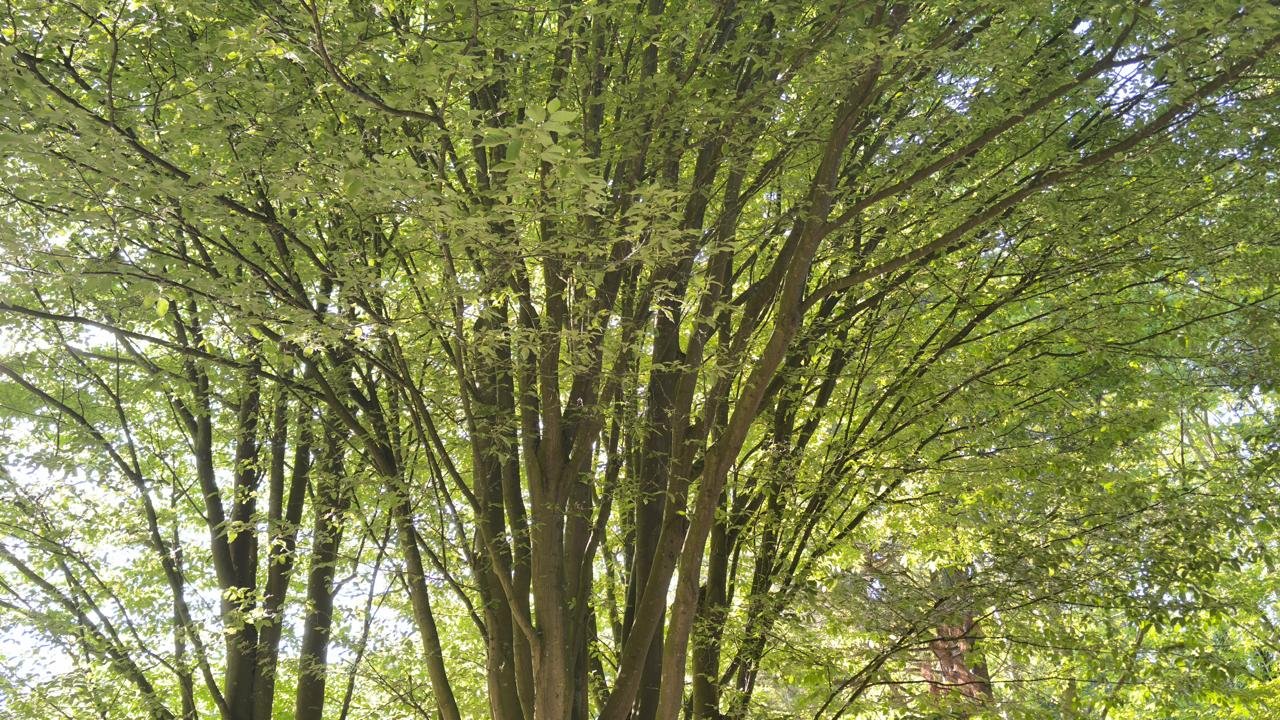 Professional crown lifting to raise tree canopies and improve clearance.