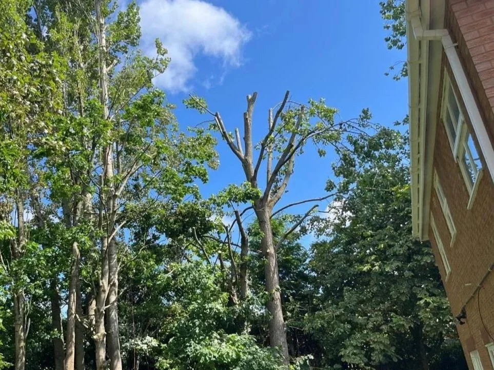 Professional crown reduction by experienced tree surgeons in Liverpool.