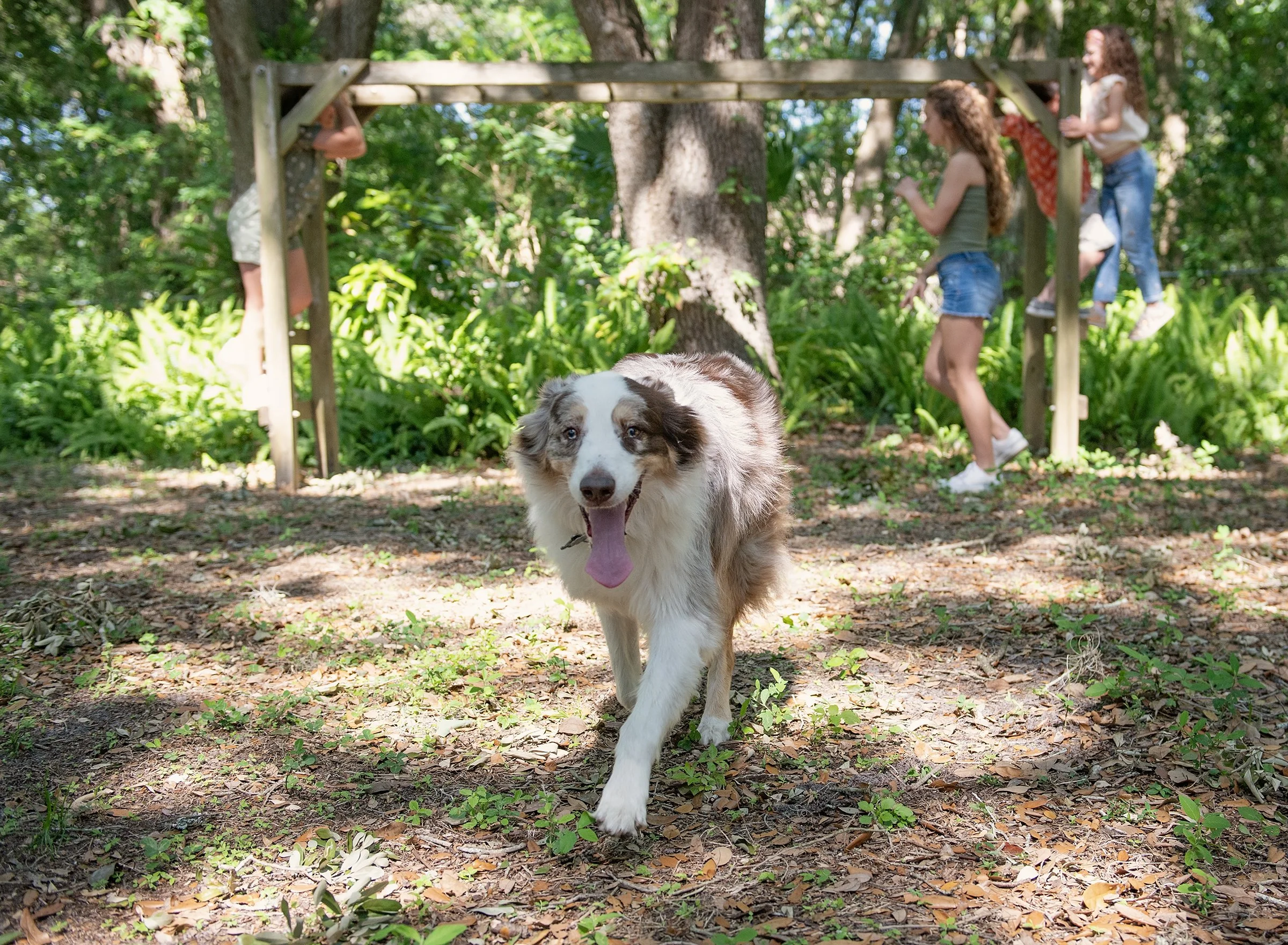 Dog running with kids playing in background